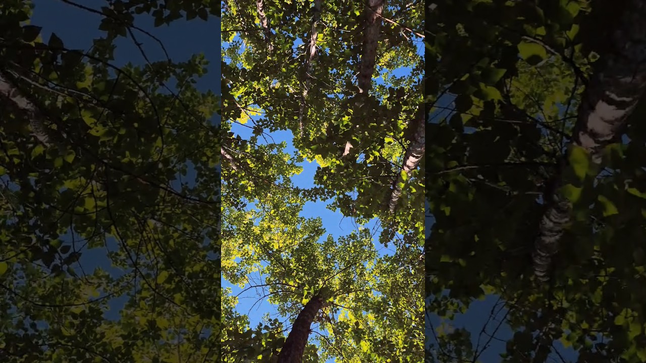 Nature edit. Moving with the beats.  