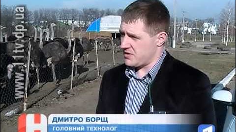 Страуси мешкають в Майському