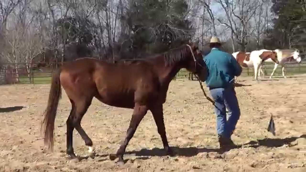 Stallion Manners and What a Stallion Prospect REALLY IS