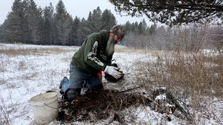 Setting up spring coyotes #mountainmen #historychannel #coyotes #offgrid #offgridlife