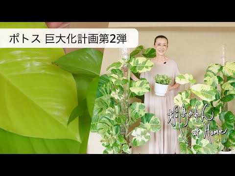 ポトス巨大化計画 第2弾