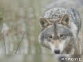 Gray Wolf Documentary Poshu Pakhi Gray Wolf Documentary Poshu Pakhi