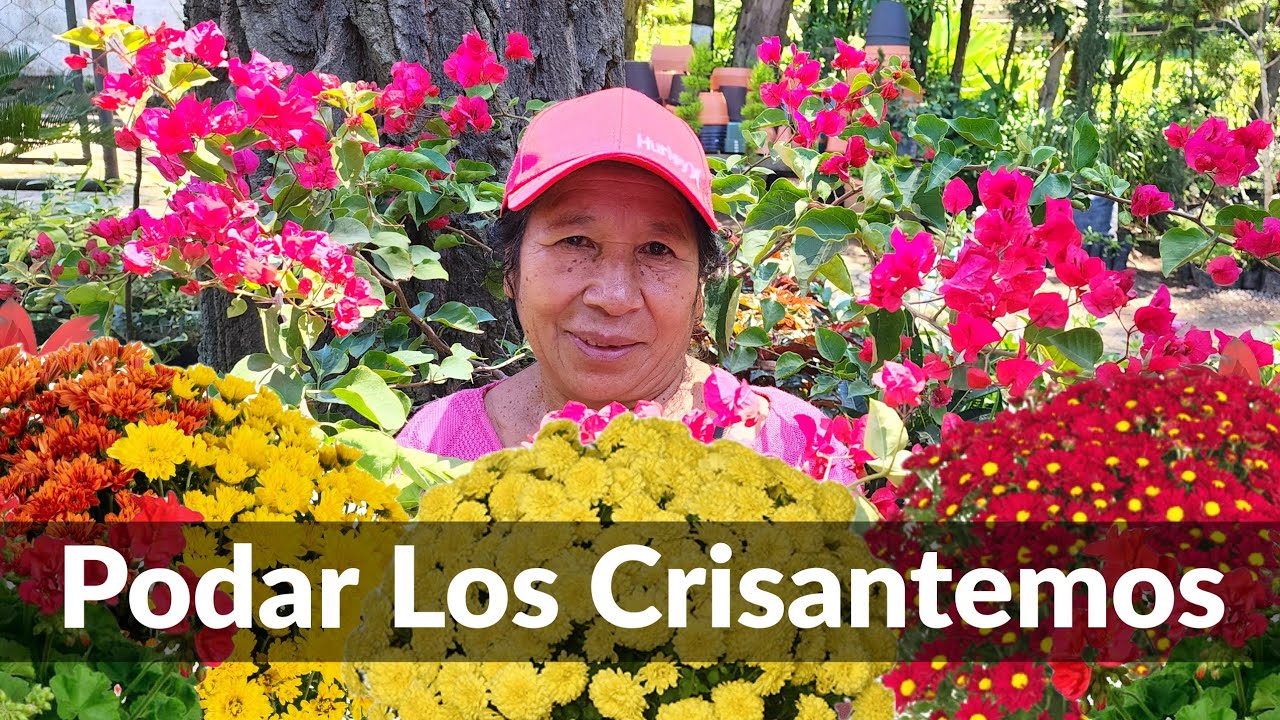 EL PORQUE ES NECESARIO podar los CRISANTEMOS - consejos de como cuidar los crisantemos o MUMS