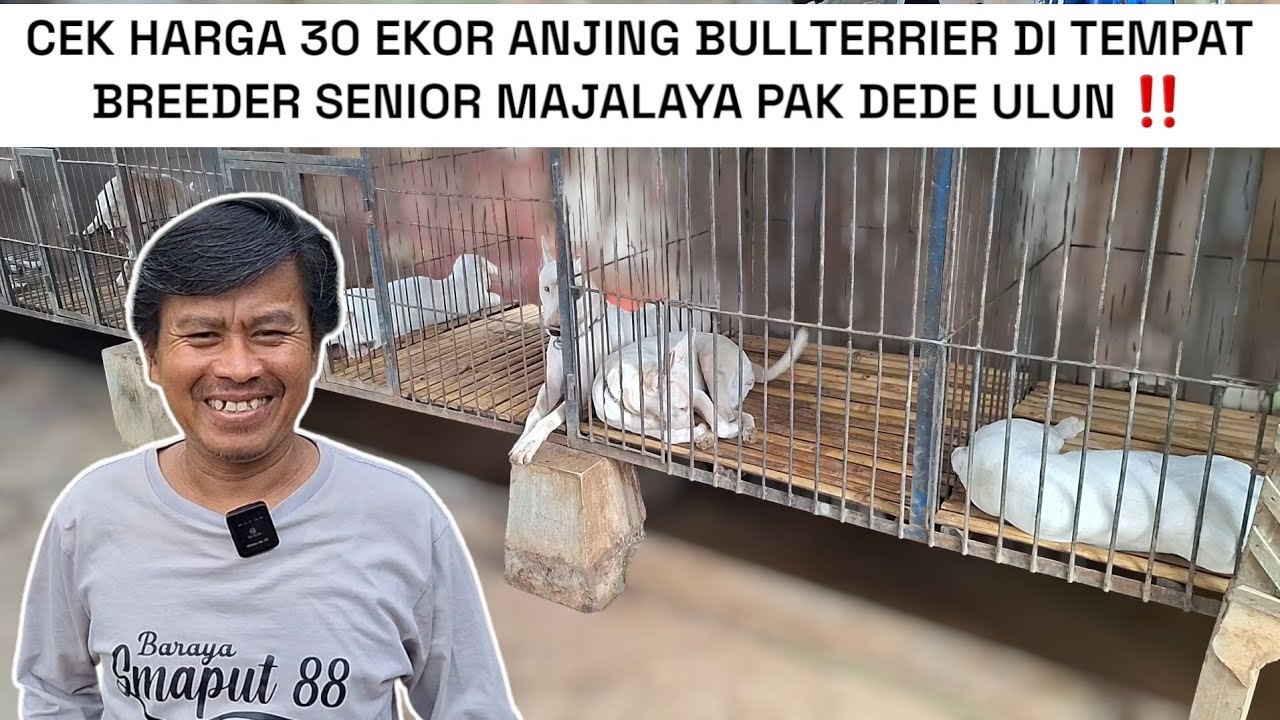CEK HARGA ANAKAN ANJING BULLTERRIER DI KANDANG BREEDER SENIOR PAK DEDE ULUN MAJALAYA ‼️