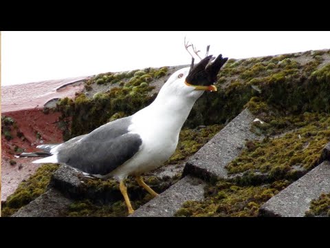 Vídeo: O que as gaivotas comem?