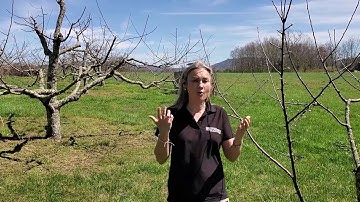 Apple Pollination and Selection- UT Extension Spring 2020