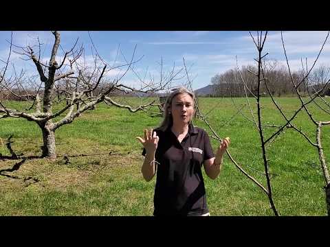 Video: Growing Apples - Aflați despre polenizarea încrucișată între mere