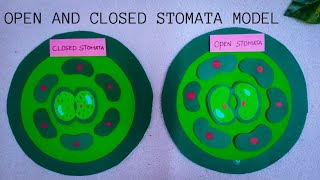 open and closed stomata model l science project tlmideas science scienceproject 