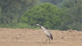 Crane flying, slow motion - Kranich (Grus grus)