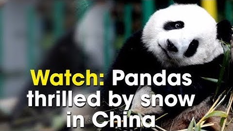 Watch: Pandas thrilled by snow in China