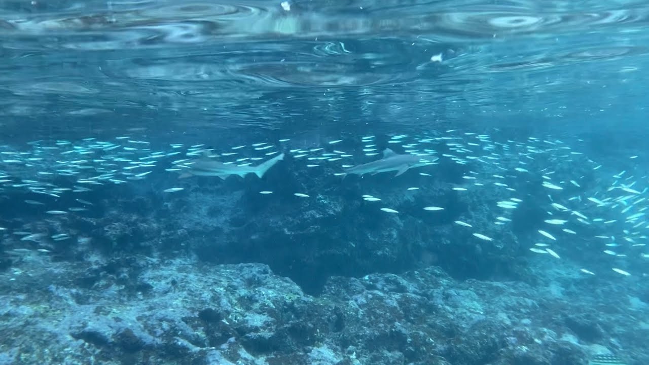 Snorkeling Trip — Koh Phi Phi Islands