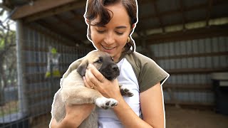 Little Puppies! Visiting My Neighbor's Farm  5/8/24