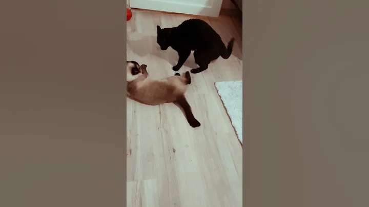 Watch the video about Cat Fight