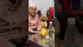 Ranking Best Dog's Moments #viral #funny #dogs