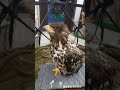 ちとせちゃんが包帯を。。