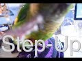 Training Tutorial | Step Up