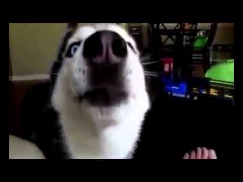 მოლაპარაკე ძაღლები