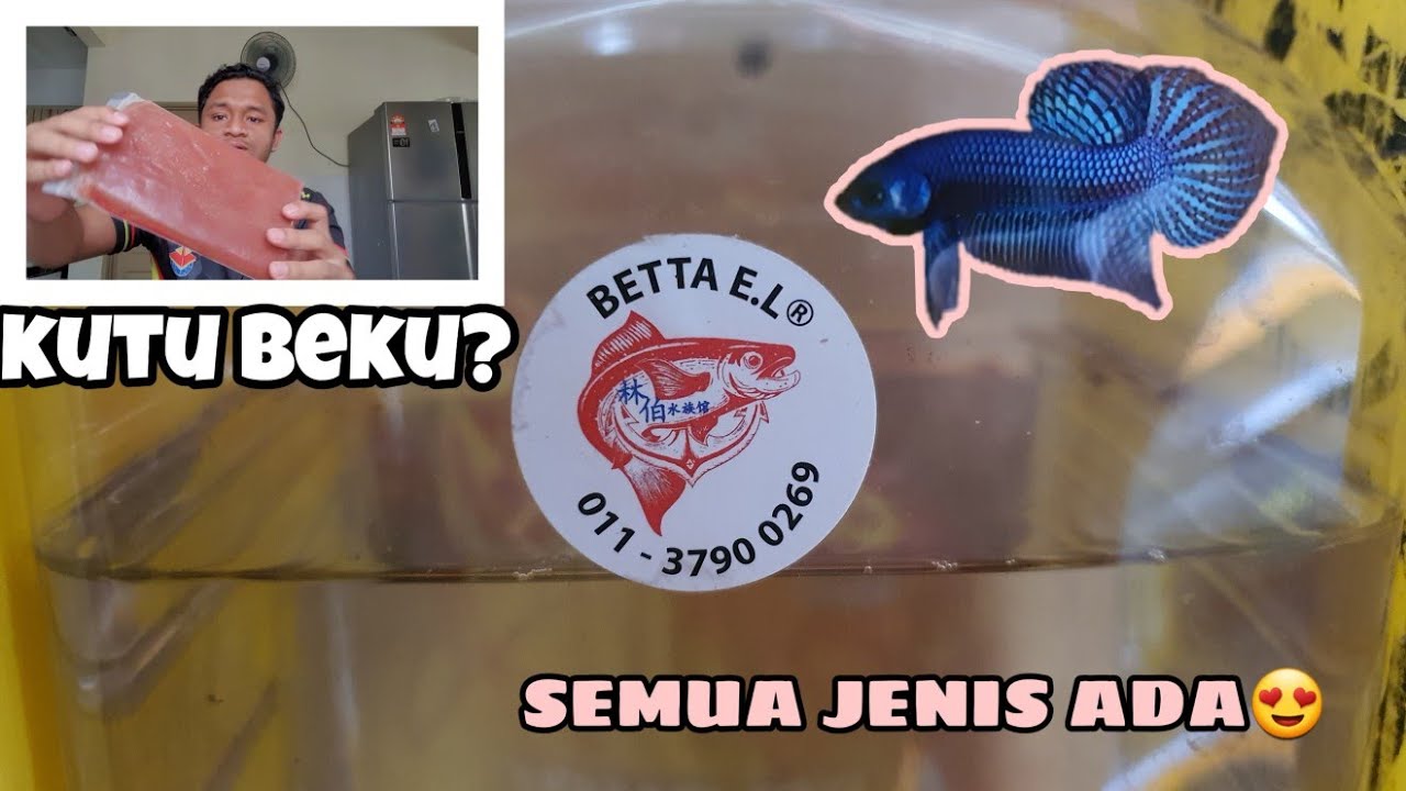 BELI KUTU BEKU? singgah farm E.L betta....