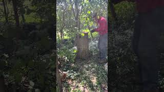 Remove A Big Stump With A Short Chainsaw