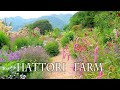 Herb Gardens of Hattori Farm in Kanagawa. How many types are there?  服部牧場 #宿根草 #オープンガーデン #4K