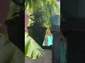 Gardening ideas for home garden #nature #garden viral short video