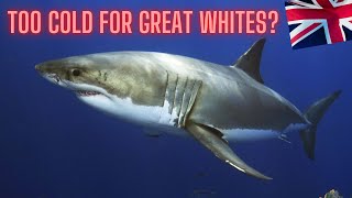 BRITAIN TOO COLD FOR GREAT WHITE SHARKS?? 🥶 🦈