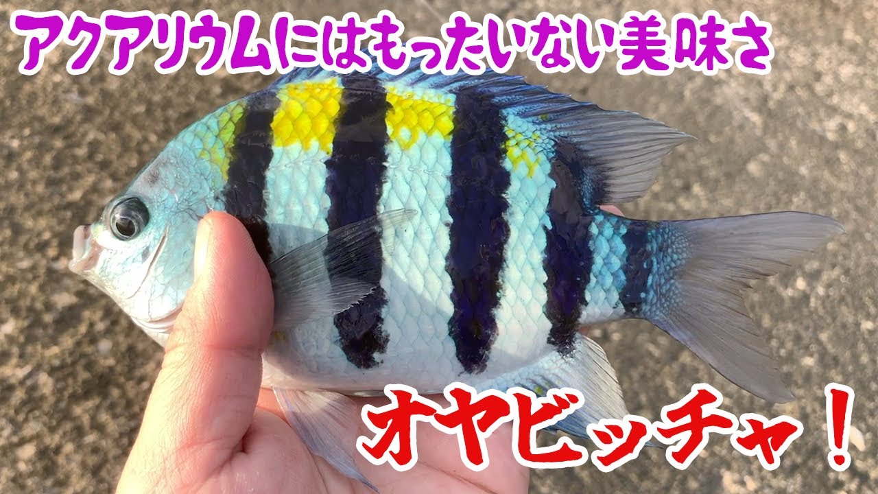 It's a small fish, but it's delicious! I went out of my way to
