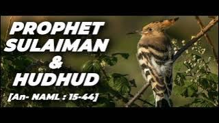 Prophet Sulaiman _ Hud Hud _ Quran Translation in Urdu