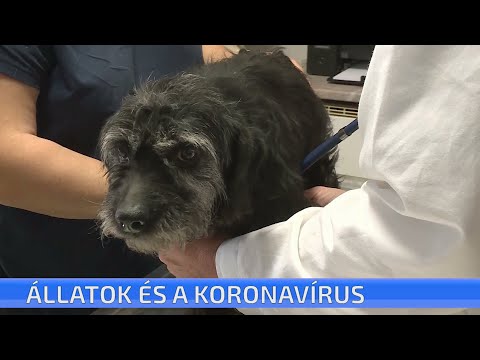 Videó: Miért nincs betegség után antitest a koronavírus ellen?