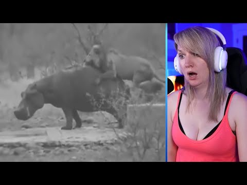 30 Moments When Lions Were Close To Death When Fighting Underwater Vs Crocodiles Part 1 | Luong Vlog