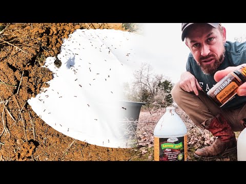 How to Kill Fire Ants IMMEDIATELY (without chemicals or pesticides )