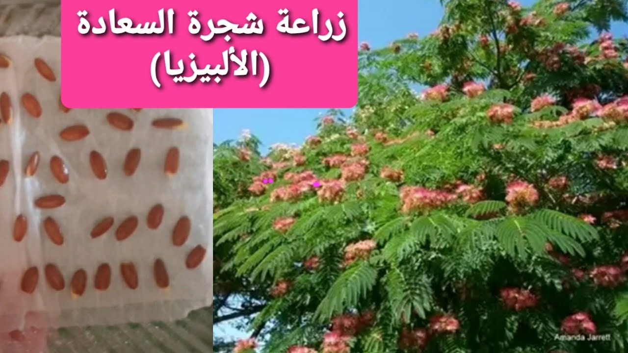 زراعة بذور اللبخ دقن الباشا من بذرة لعمر٤٠ يوم(الألبيزيا)Albizia julibrissin seeds