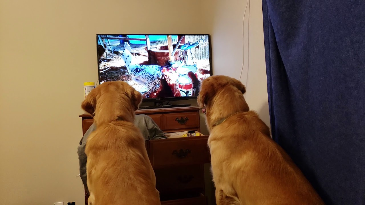 dogs watching dog tv