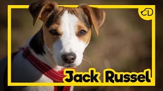 JACK RUSSEL: maior explorador da história! #Dogueiros #JackRussel #Raças