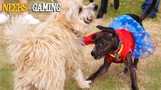 Our Dogs Meet for the First Time