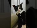 Boleh cat calling kalo gini, asal jgn lupa upeti #niratisaya #serrumandthegang #estella #catvideos