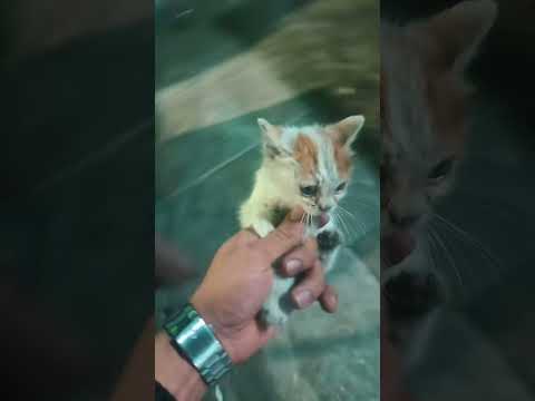 احمد شيلني مع بسة تريند التيكتوك  زافير     