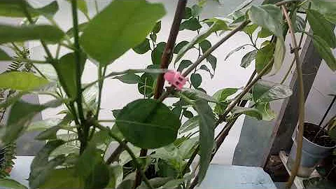😠😧Почему не цветёт Дипладения и Бугенвиллея⁉⁉🌺🤓
