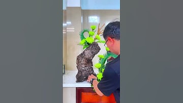 Cúc xanh kết hợp gốc cây sẽ như thế nào? #camhoaphungvu