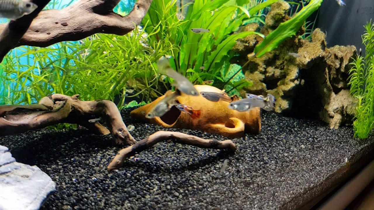 Acquario 60 litri con guppy - YouTube
