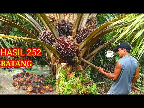 Video: Pokok Kelapa Sawit