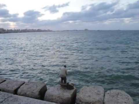 عمار يا اسكندرية