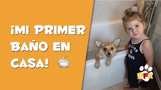 COMO BAÑAR A UN CACHORRO POR PRIMERA VEZ  - PETS FAMILY KIDS