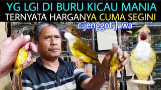 🌟 LATEST JAVA BEARDED BULBUL PRICE UPDATE AT PRAMUKA BIRD MARKET TODAY