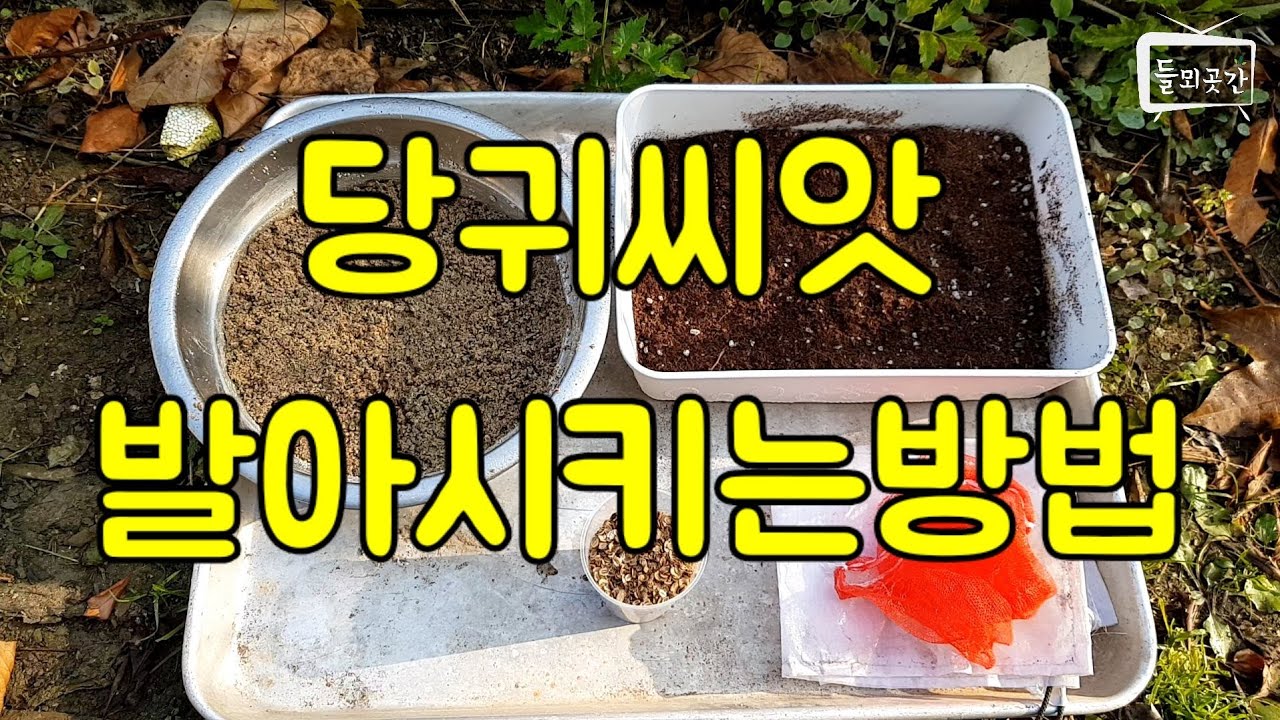 당귀, 곰취 씨앗 파종 준비 2