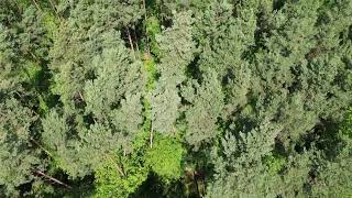 Morze zieleni — spokojny lot nad lasem 🌲