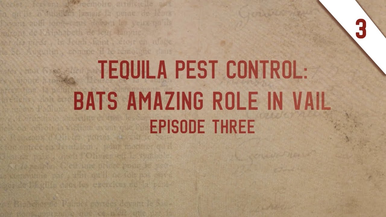 Vanished Vail Episode 3. Tequila Pest Control Bats Amazing Role in