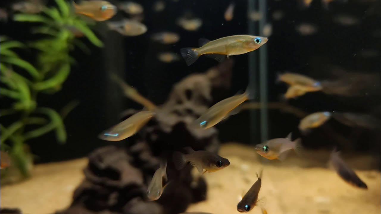 veronderstellen Onzorgvuldigheid Ik zie je morgen Oryzias wolasi bij Aquarium Speciaalzaak Utaka - YouTube