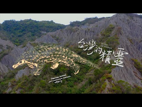 台灣1001個故事-地球上的孤兒：台灣精靈-20210811 台灣穿山甲：世界上最後的穿山甲據點