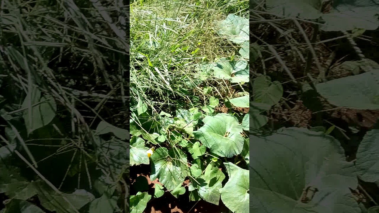 Plantação de abóbora - YouTube